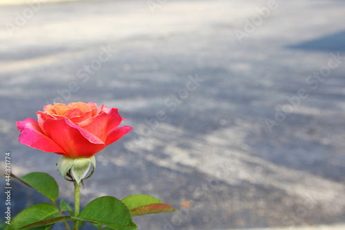 pink rose flower macro isolated in blur background