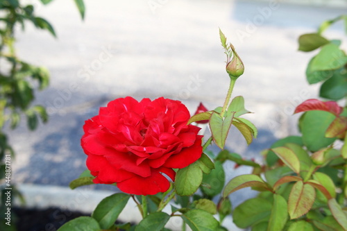 Wallpaper Mural red rose flower macro isolated in blur background Torontodigital.ca