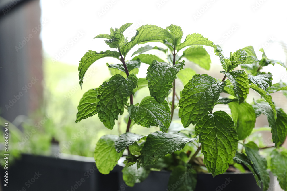 © Anna Tabakova/Stocksy - Mojito mint growing near the window indoors