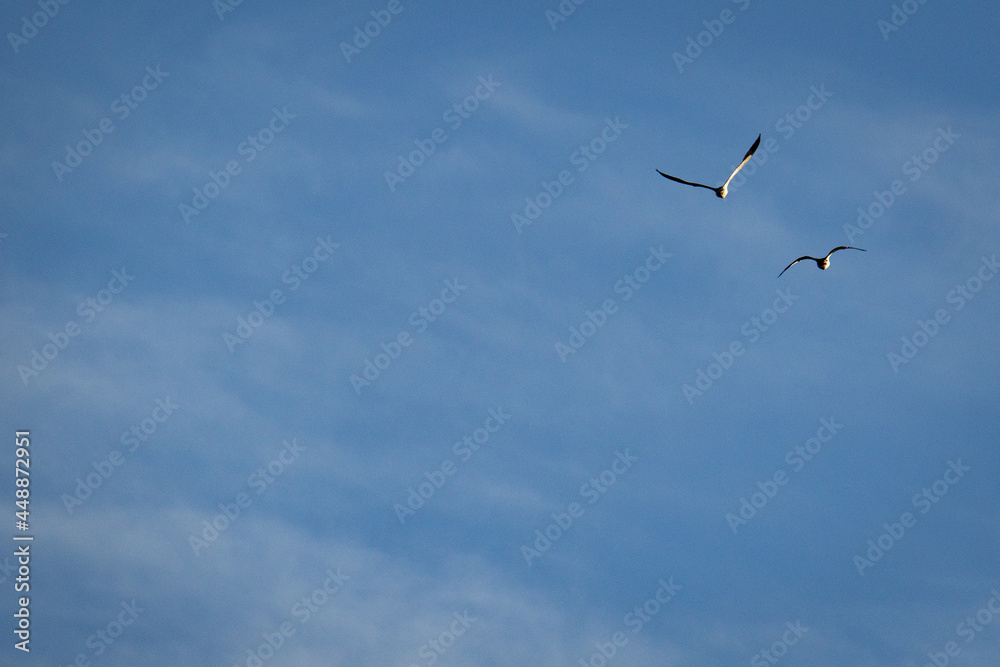 birds in the sky birds in the sky