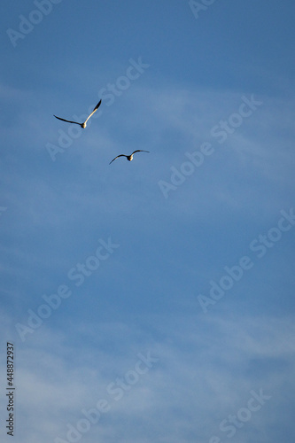 Flying Birds © Gustavo