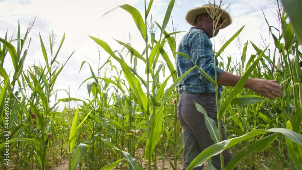 Farmer wearing straw hat walking through corn field. Man going between corn rows and touching green leaves. Harvest time concept. Agronomist checking vegetables plantation, examining crops. Farmer wearing straw hat walking through corn field. Man going between corn rows and touching green leaves. Harvest time concept. Agronomist checking vegetables plantation, examining crops.