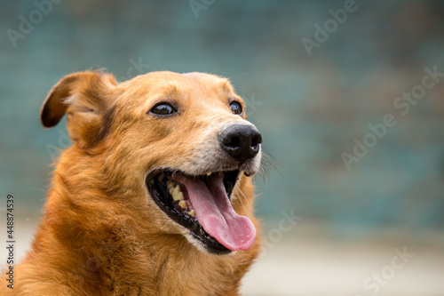 Yellow dog, medium shot, smiling