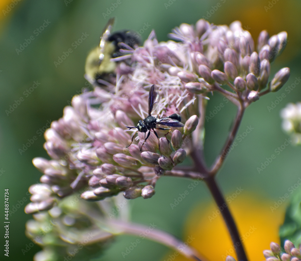 Thick headed fly Physocephala furcillata feeding on Joe Pye Weed Eutrochium purpureum Thick headed fly Physocephala furcillata feeding on Joe Pye Weed Eutrochium purpureum
