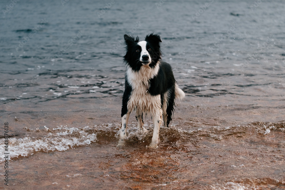 Funny Look by a Border Collie Funny Look by a Border Collie