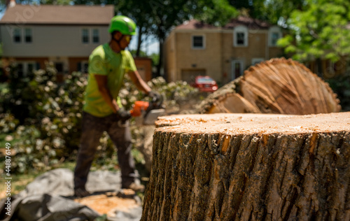 Tree stump and worker cutting a log photo