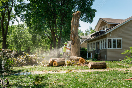 Tree removal worker cutting a stump photo