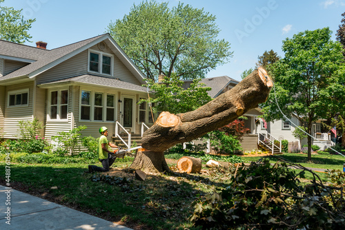 Tree removal worker cutting a tree stump photo