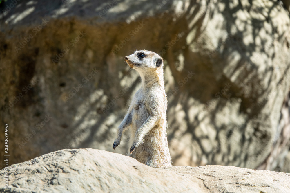 Fototapeta premium Funny Meerkat Suricata standing in alert mode lookout
