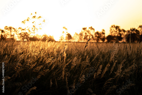 sunset in the grass