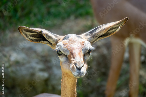 Closeup of a cute baby Gerenuk antelope giraffe-necked, Litocranius walleri photo