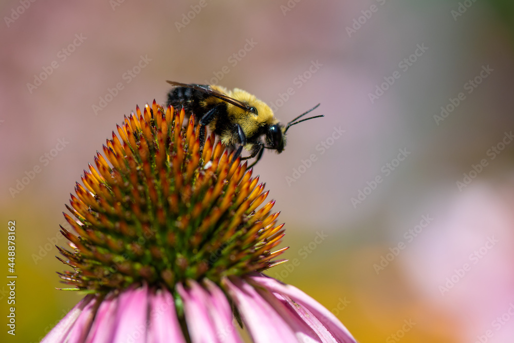 bee on a flower