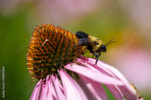 bee on a flower