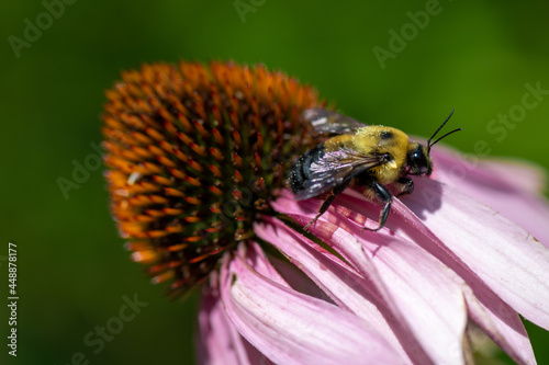 bee on a flower