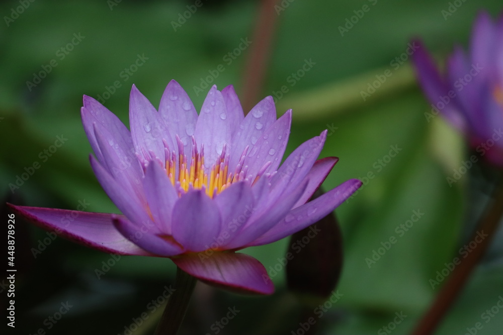 pink lotus water lily flower at Wellington Botanical Gardens New Zealand pink lotus water lily flower at Wellington Botanical Gardens New Zealand