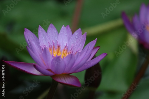 pink lotus water lily flower at Wellington Botanical Gardens New Zealand 