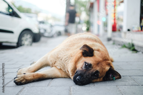 Cute stray dog lay on the street photo