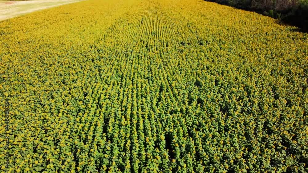 Aerial drone view of a flying over the sunflower field. Rural agricultural landscape. Aerial drone view of a flying over the sunflower field. Rural agricultural landscape.