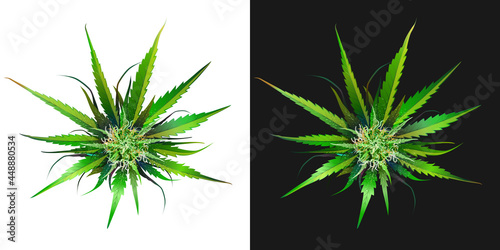 Ripe green bud of cannabis, marijuana, vector realistic image