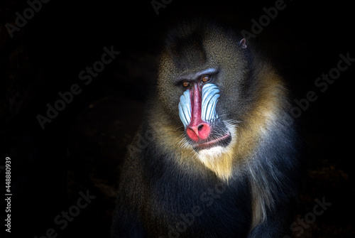 close up of a baboon or mandrill face