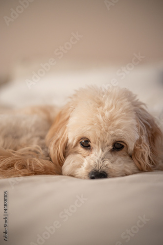 Miniature maltipoo on a bed