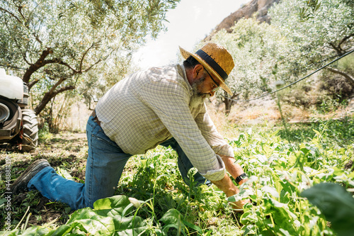 Man Works with Herbs in his own Vegetable Patch photo