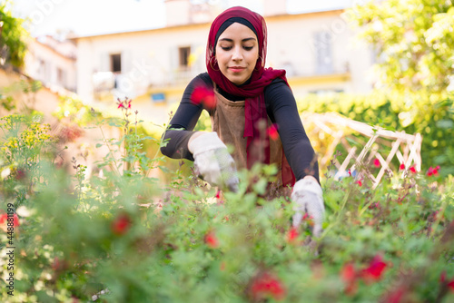 Muslim gardener in hijab cultivating flowers photo