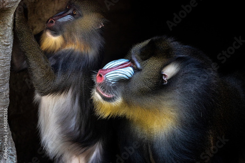 Tablou pe pânză close up of a baboon or mandrill in the zoo