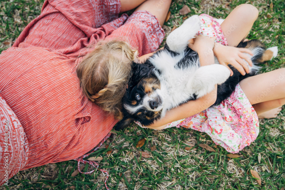 Overhead view of girl sitting in pregnant mom's lap holding australian shepherd puppy Overhead view of girl sitting in pregnant mom's lap holding australian shepherd puppy