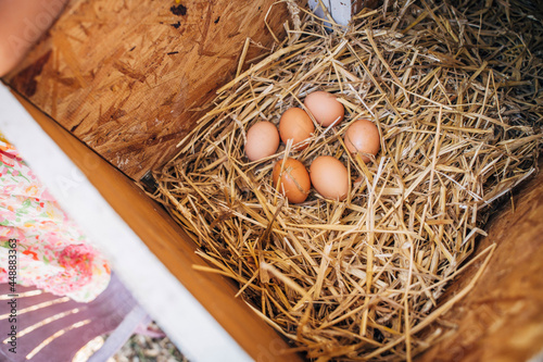 Eggs in straw nest in chicken coop photo