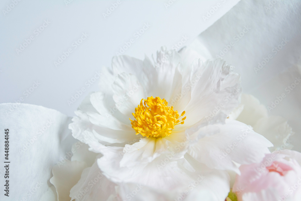 White Peony flower White Peony flower