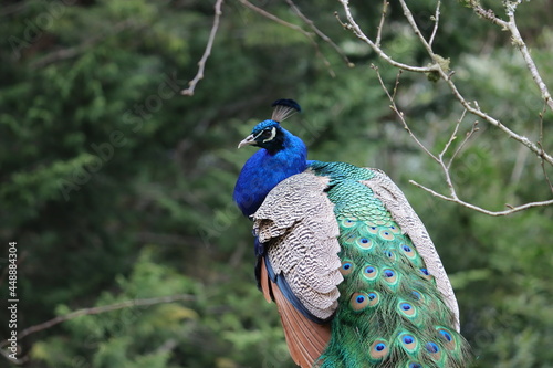 peacock with feathers at Staglands Wildlife Park, New Zealand 
