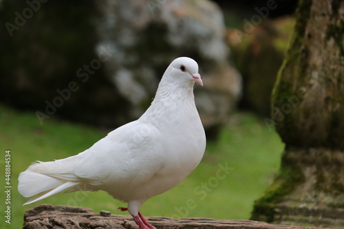 Snow white dove on the ground