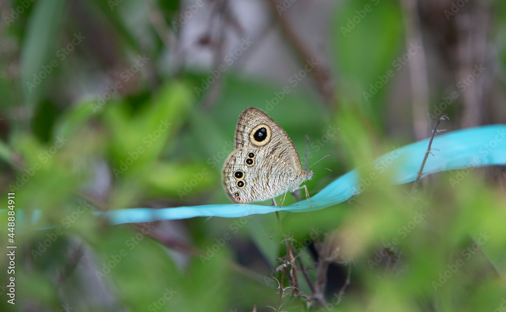 Obraz premium butterfly on a green leaf