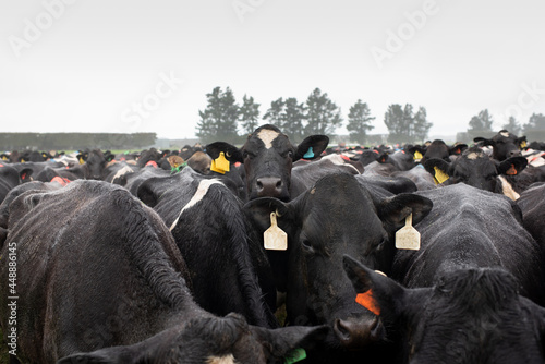 Herd of Cows photo