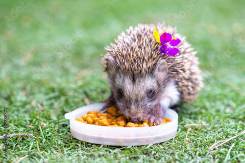 an unusually hungry hedgehog sits in a green meadow
