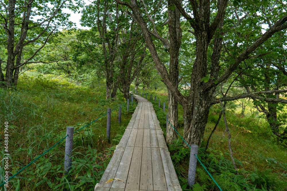 Fototapeta premium 長野県諏訪市の霧ヶ峰を登山している風景