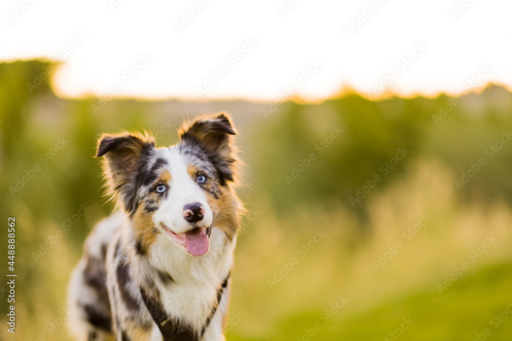 Border collie dog in natural pet enviroment. portrait in a meadow for a cute border collie