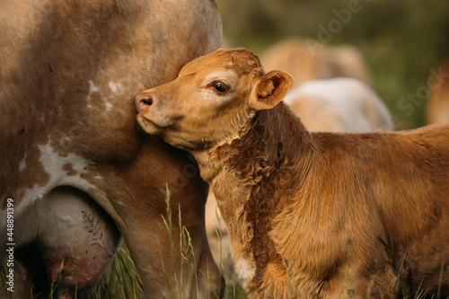 Little calf standing near cow photo