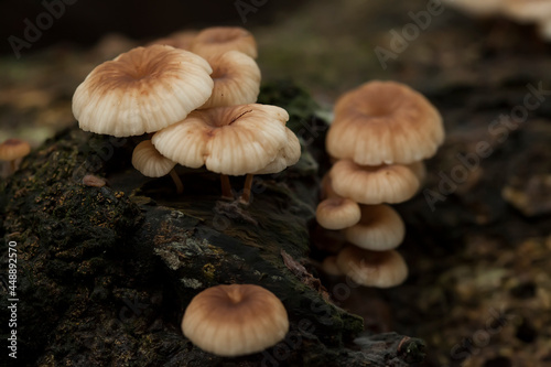 Beautiful Mushrooms in Nature Life's