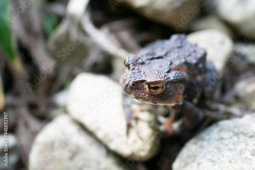 A gray frog on the stones
 photo