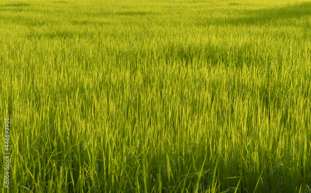 Paddy field. Paddy, Organic Agriculture, Ears Of Rice In The Field. Close up rice swaying by wind in rice paddy. grain in paddy field concept. close up of green rice field. Paddy field. Paddy, Organic Agriculture, Ears Of Rice In The Field. Close up rice swaying by wind in rice paddy. grain in paddy field concept. close up of green rice field.