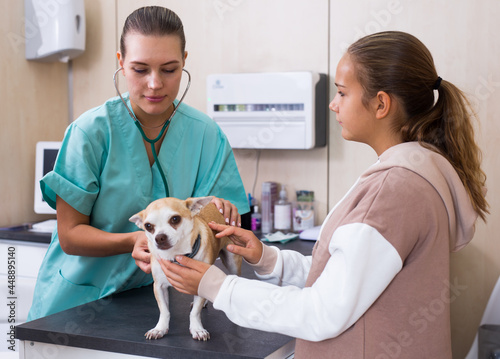 Teenager girl with little dog asking for professional advice from veterinarian. High quality photo