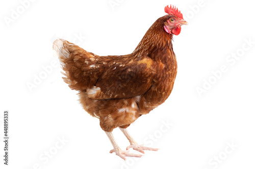 Fotografie, Obraz Brown hens Turn around isolated on white background, Laying hens farmers concept