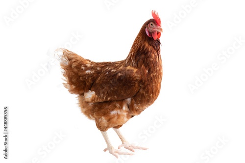 Brown hens Turn around isolated on white background, Laying hens farmers concept.