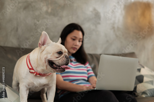 Pet-lover, casual freelance Asian cute woman working from home using a laptop computer via wireless internet for online business with an adorable dog (French Bulldog) sitting next to her happily.