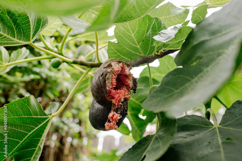 Ripe fig half-eaten by animal