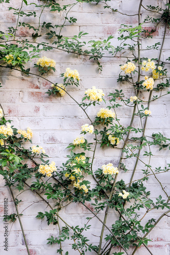Climbing vine with yellow flowers
