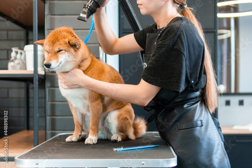 dog grooming salon 
