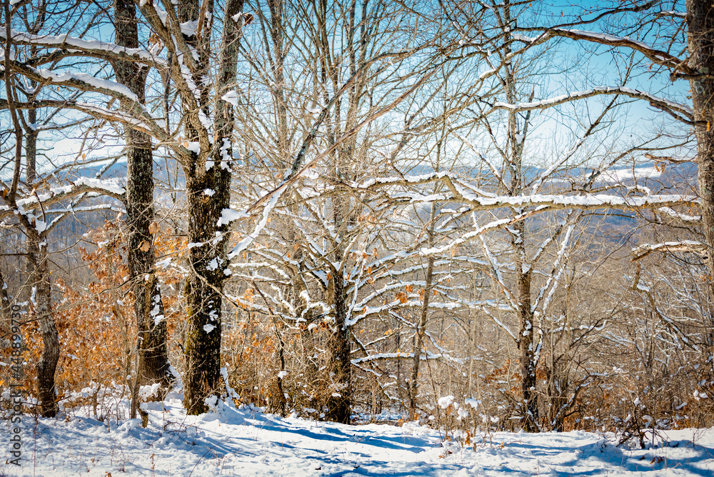 Sunny day in a winter forest.